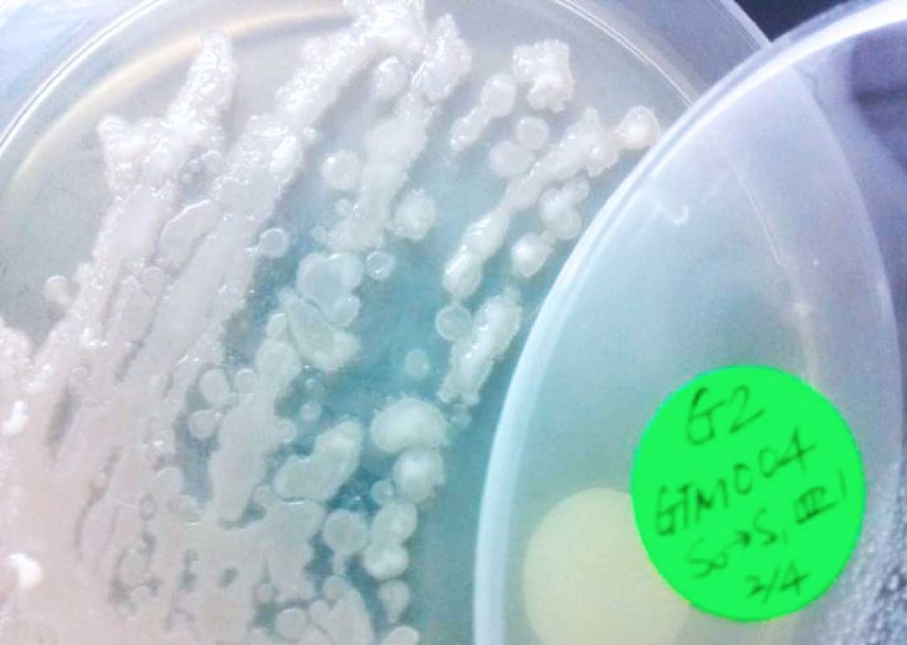 Bio-Enzyme R&D