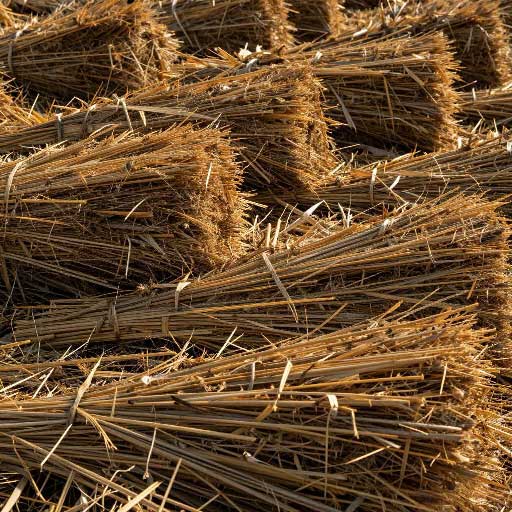 Rice-straw,-crop-straw